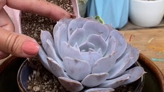 Explicación transplante rápido suculentas  Echeveria Lilacina  vivero Suculento [upl. by Akiras285]