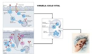 El virus de la viruela [upl. by Hairacaz447]