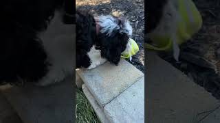 Puppy Zoomies  Interactive Dog Ball [upl. by Marco]