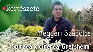 Spiraea x cinerea Grefsheim  Megyeri Szabolcs Kertészet [upl. by Colyer327]