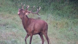 Hirschbrunft am 21092012  Teil 2 fantastic Red Deer im Harz [upl. by Hecker]