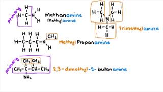 Amines and Amides [upl. by Rizzo]