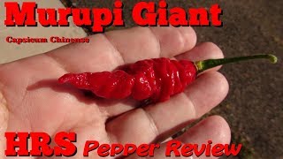 ⟹ Murupi Giant Pepper  Capsicum chinense [upl. by Sugirdor]