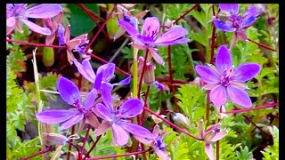 Heavenly Wild Spring Flowers Blooming In the Mountains  Stress Relief  Relaxation [upl. by Allac]