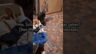 Der langweilige Wasserfall  youtubehighfive pfotiundschwärzel katze [upl. by Neiv]