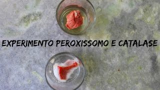 EXPERIMENTO PEROXISSOMO E CATALASE [upl. by Camellia]