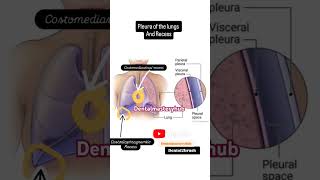 Pleura and Recess of the lungs anatomydentalmasteryhub dentalstudenteducation dentist [upl. by Salter]