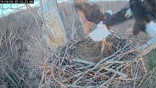 Scout refuses to share his fish with Bella he later checks the upper nest NCTC Nest 秃鹰 2024 1112 [upl. by Hgeilhsa916]