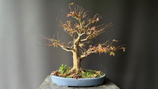 Autumn Work on old Acer Palmatum  The Bonsai Area [upl. by Nelleyram]