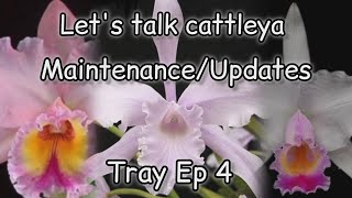 Cattleya UPDATES maintenance and orchid repottings [upl. by Alica]