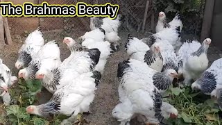 Brahma chickens 💥💥👌😍😍😍 [upl. by Kerns]