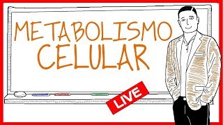 El metabolismo resumen [upl. by Octavian]