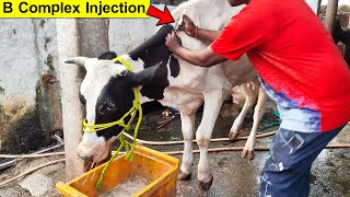 Cow Video  Belamyl Injection  B Complex Injection  Liver Extract With Vitamin B12 Injection [upl. by Nnyleitak]