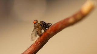 Fütterung meiner Baby Springspinnen [upl. by Luttrell]