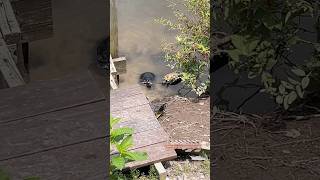 AMAZING turtle rescue Watch this little guy flip back over turtlerescue teamturtle turtlediary [upl. by Cecilia]