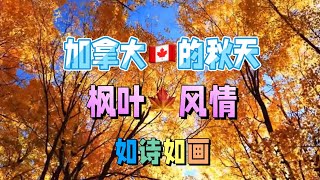 🌹加拿大的秋天，枫叶🍁风情，如诗如画🌹 （《仓央嘉措情歌》吉他🎸曲 纯音乐 完整版吉他演奏：曲木老表）加拿大的秋天枫叶风情仓央嘉措情歌吉他曲纯音乐曲木老表演奏 [upl. by Nesmat]