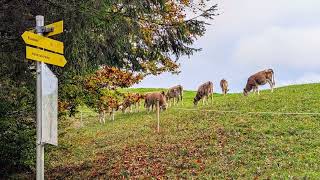 Kramsach Reintalersee Tirol [upl. by Mchenry]