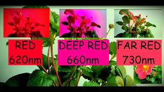 FAR RED 730nm DEEP RED 660nm RED 620nm  Strawberry Time Lapse [upl. by Arbmik]