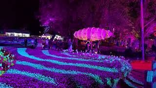 👍 🥀Floriade Nightfest Roving Entertainment  Mini Train amp Lit Up Floral Display Fri 4th Oct 24 [upl. by Denis]