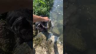 Dog meets bass hookedonbassin bassfishing fishing dog [upl. by Meter10]