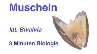 Bivalvia  Muscheln  3 Minuten Biologie [upl. by Aurthur]