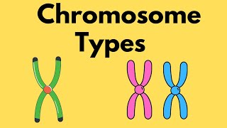 Types of Chromosomes  Sister Chromatids  Homologous Chromosomes [upl. by Armilda120]