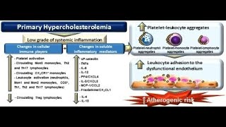 Classifications of Primary Hyperlipidemia [upl. by Nylodnarb]