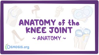 Anatomy of the knee joint [upl. by Skutchan774]