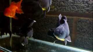 Black Oranda Goldfish [upl. by Bellaude]