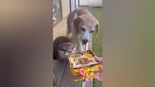 Otters celebrate their friends 🐕 Birthday in a lovely way🦦🦦😍💕🎂Cute Otter [upl. by Ajnos]