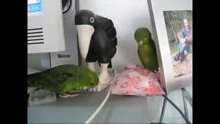 Lineolated Parakeets How to unpack little gifts ♥♥♥ [upl. by Alletnahs97]