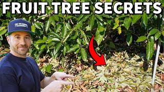 My Winter Care Secrets For Healthy Productive Fruit Trees [upl. by Limemann]