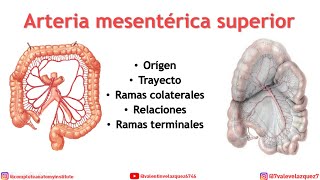 ARTERIA MESENTÉRICA SUPERIOR Orígen trayecto distribución ramas colaterales [upl. by Soirtemed]