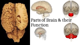 Biology – Forebrain Midbrain and Hindbrain structure Function in 5 minutes [upl. by Wheeler]