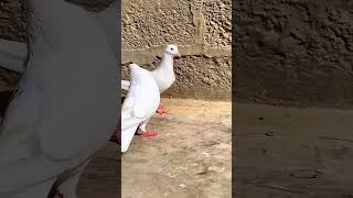 Makko kabotar pattiwaly 👑 kabootarvlogs pigeon birds short anjaliraghavnewsong newsong [upl. by Mcwherter]