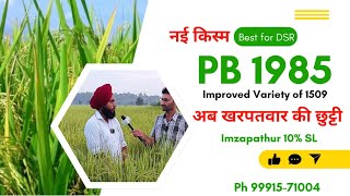 PB 1985 किसानों के लिए वरदान  Best Seeds for Farmers  AGROF [upl. by Clerk509]