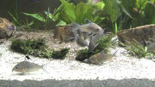 Corydoras Reticulated Reticulatus Tropical Fish Catfish [upl. by Brantley]