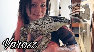 BETEKINTÉS🦎 Ellátogattam a Varosz reptileba 4rész Varanus panoptes  varius macraei  beccarii [upl. by Ylecara]