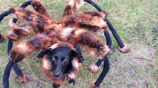 Mutant Giant Spider Dog SA Wardega [upl. by Cloots970]