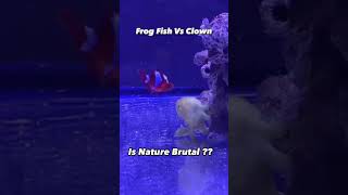 Frog Fish vs Clown Fish BATTLE for Survival is NATURE Brutal [upl. by Dnumde685]