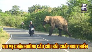 Voi con rơi xuống sông voi mẹ chặn đường và cầu cứu bất chấp nguy hiểm [upl. by Paderna]