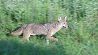 Coyote sighting in Great Smoky Mountains National Park [upl. by Ahcorb]