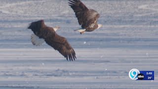 Extraordinary Place Bald eagles of Onondaga Lake [upl. by Rosecan]