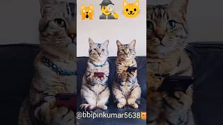 Cat typing fast laptop।।cat typing meme cat typing gif [upl. by Ail]