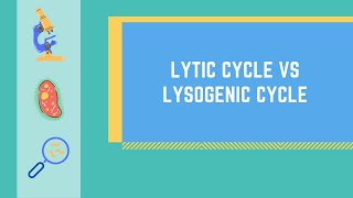 Lytic Cycle vs Lysogenic Cycle Made EASY [upl. by Uaeb]