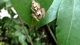 Hyllus diardi capturing small orb weaver Singapore sungei buloh [upl. by Bibeau]