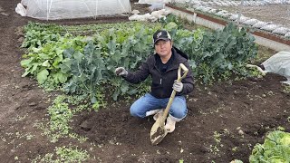 冬野菜を畑で長期間保存しながらネキリムシとコガネムシを退治する方法【青枯病原因】【半身萎凋病対策】 22126 [upl. by Ameer]