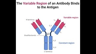 BCHM811 LECTURE 3PRODUCTION OF MONOCLONAL ANTIBODIES [upl. by Atnaloj]