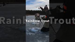 Rainbow Trout Ice Fishing in Sunny Colorado short [upl. by Atteynek]