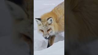 Fox Dive Head First into the snow [upl. by Benji]